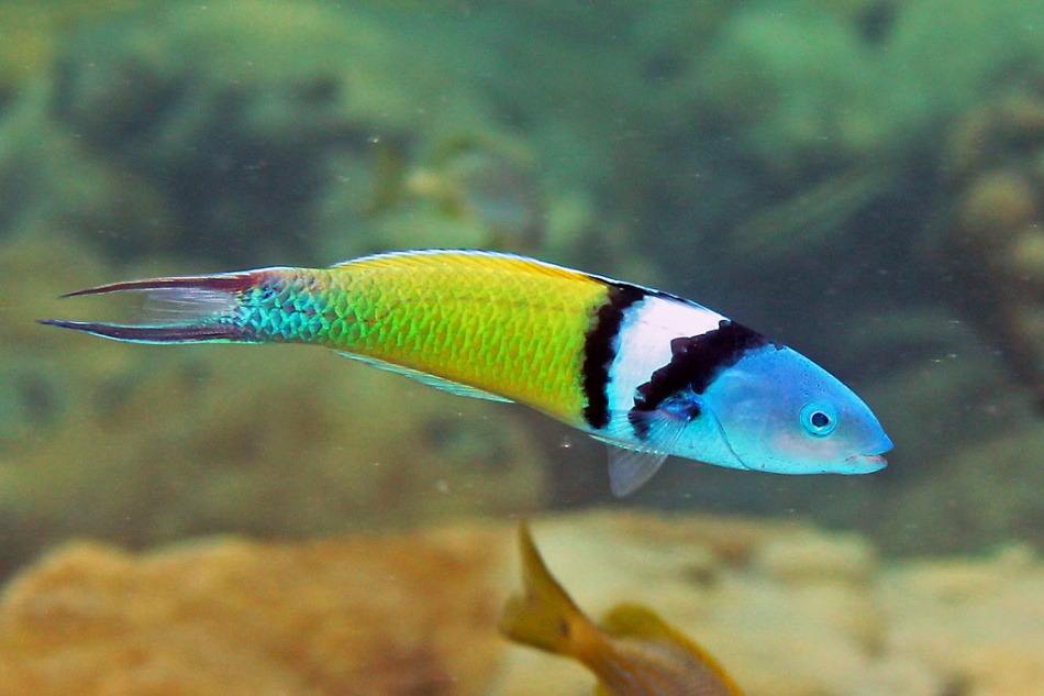 Thalassoma Bifasciatum Labridae