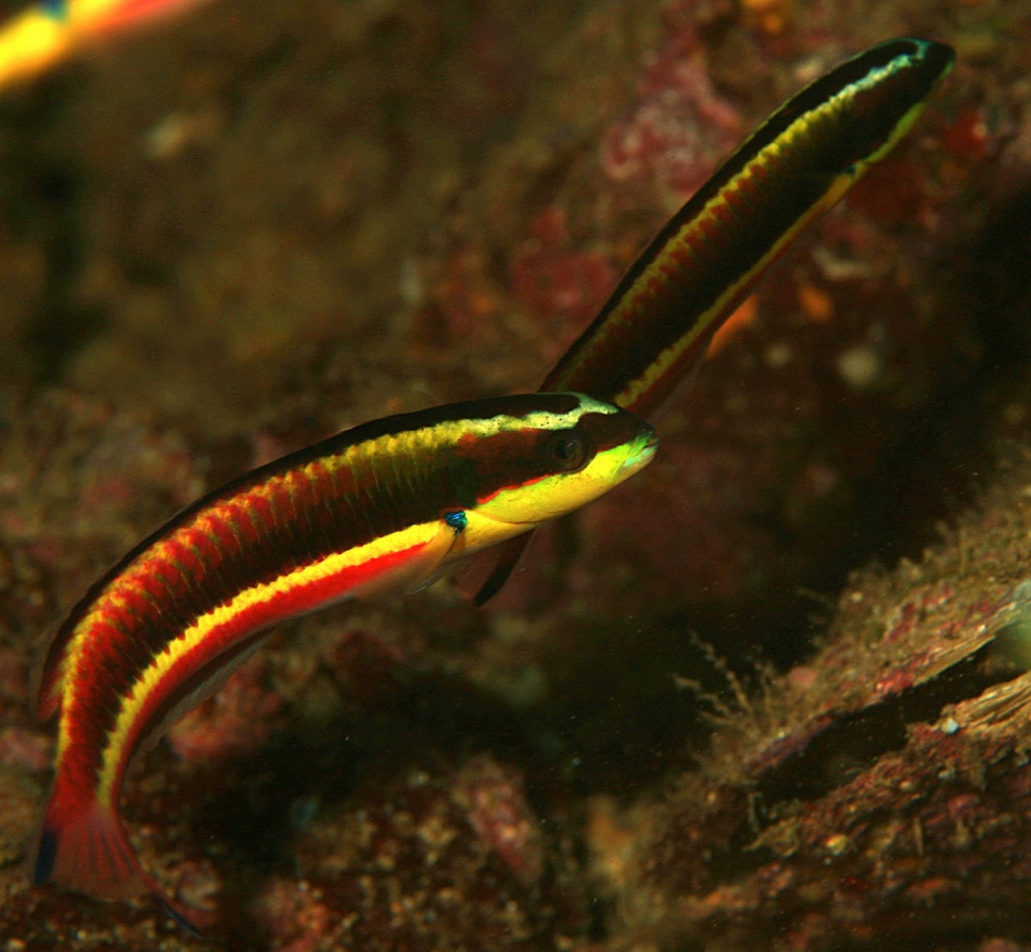 Thalassoma Lucasanum Labridae