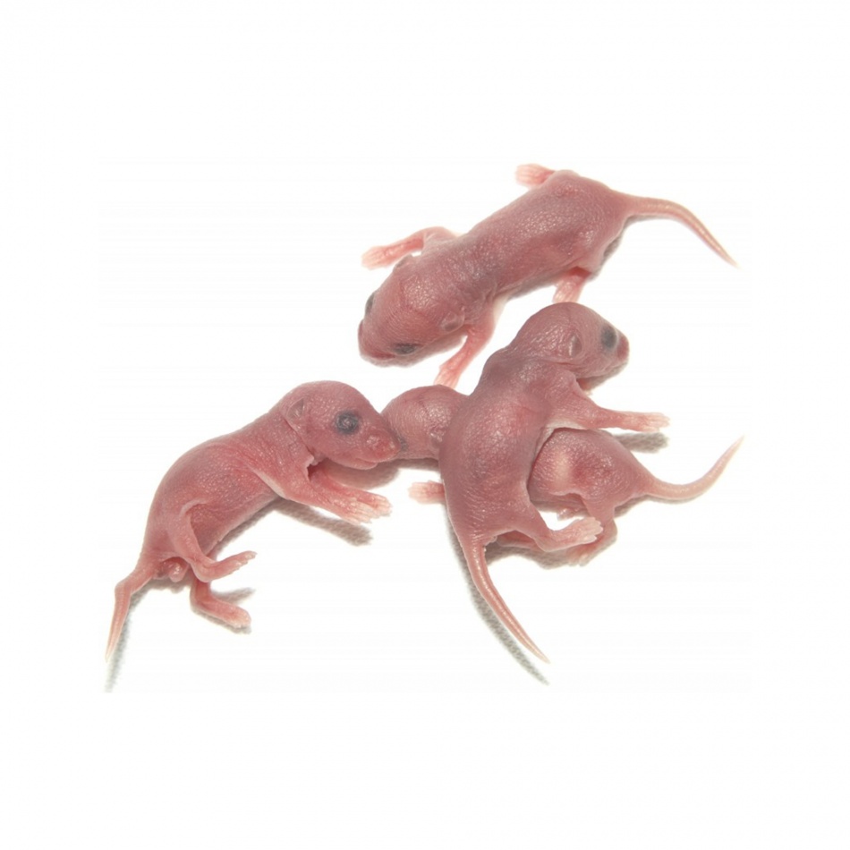 Baby Rats (pups) 5/8g - 500g punga, pret/kg