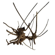 Radacina Spider Wood